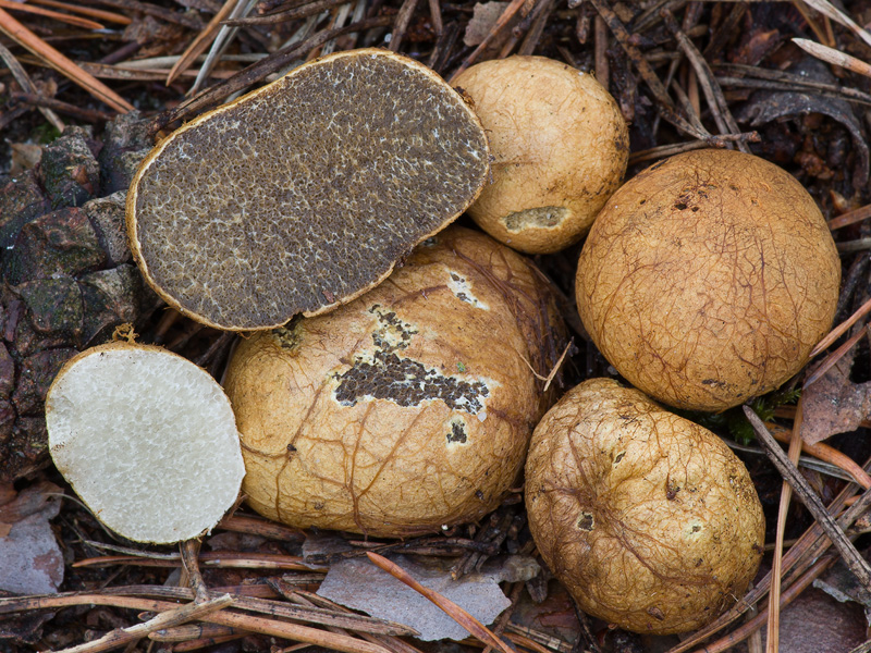 Rhizopogon verii